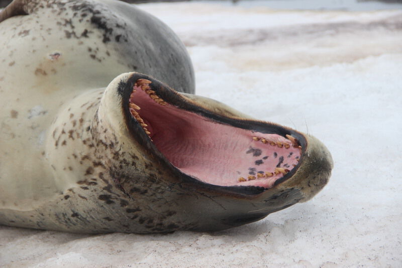Seal, open mouth, teeth. 